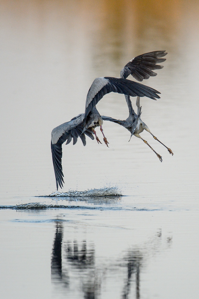 20120527 2896 [NIKON D4] 850 mm,1 4000 Sek. bei ƒ   6,3