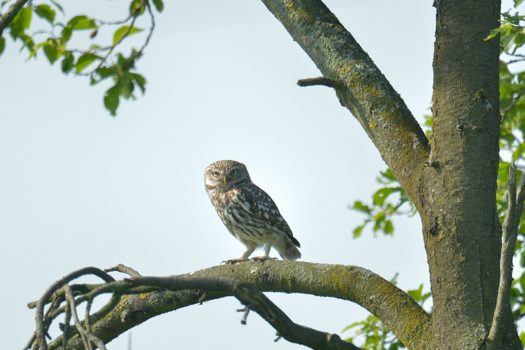 20120528 3152 [NIKON D4] 850 mm,1 1000 Sek. bei ƒ   7,1 2
