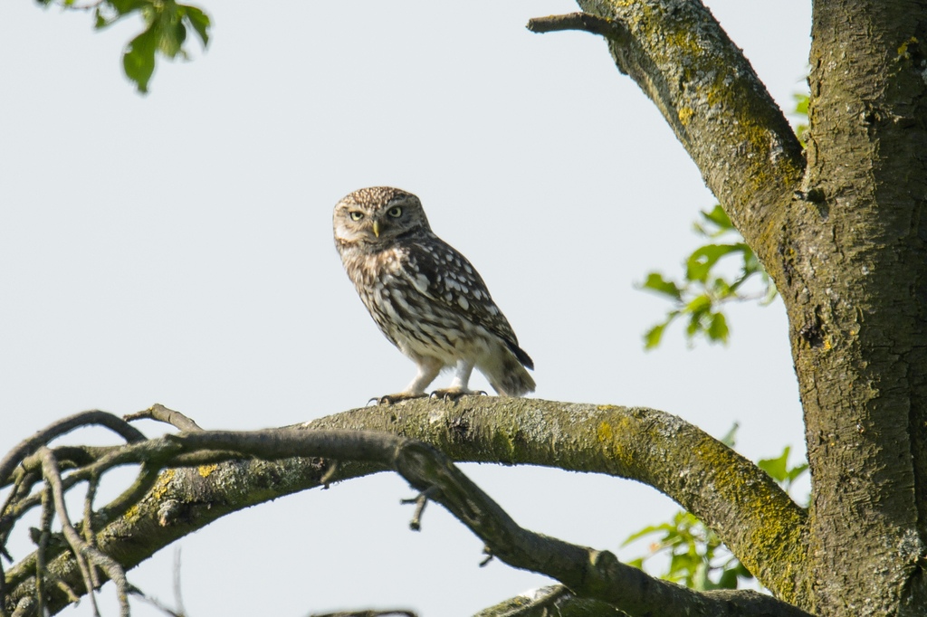 20120528 3152 [NIKON D4] 850 mm,1 1000 Sek. bei ƒ   7,1