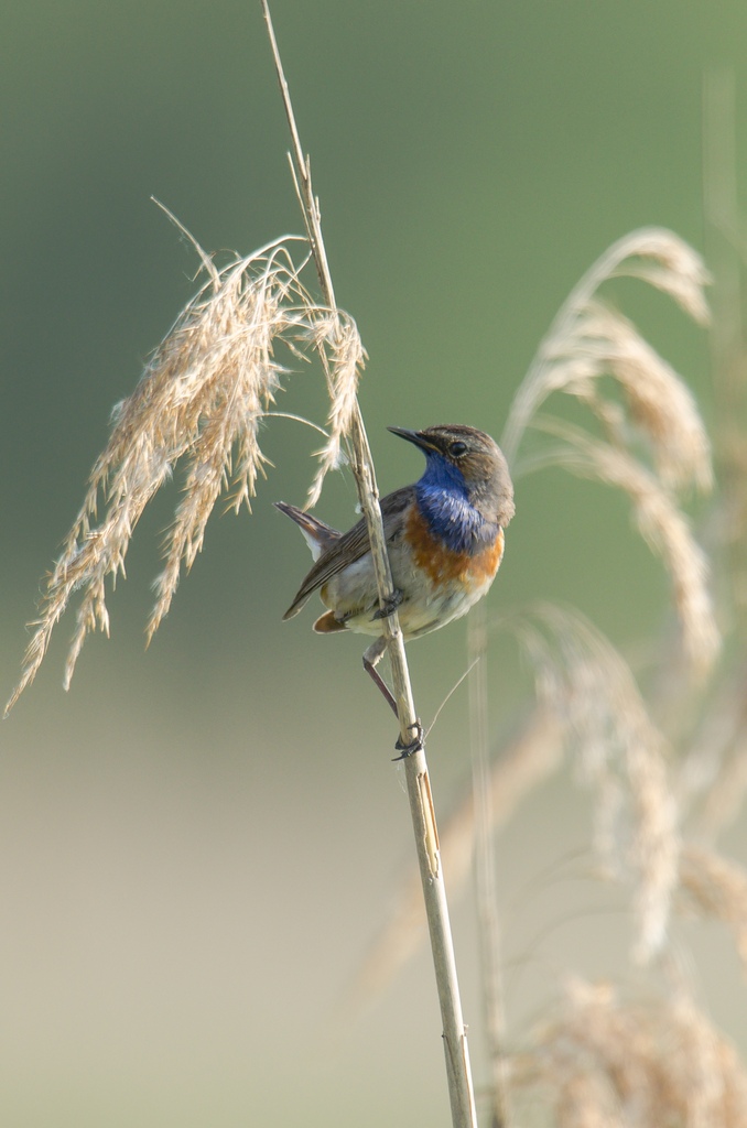 20120528 9509 [NIKON D7000] 850 mm,1 500 Sek. bei ƒ   6,3