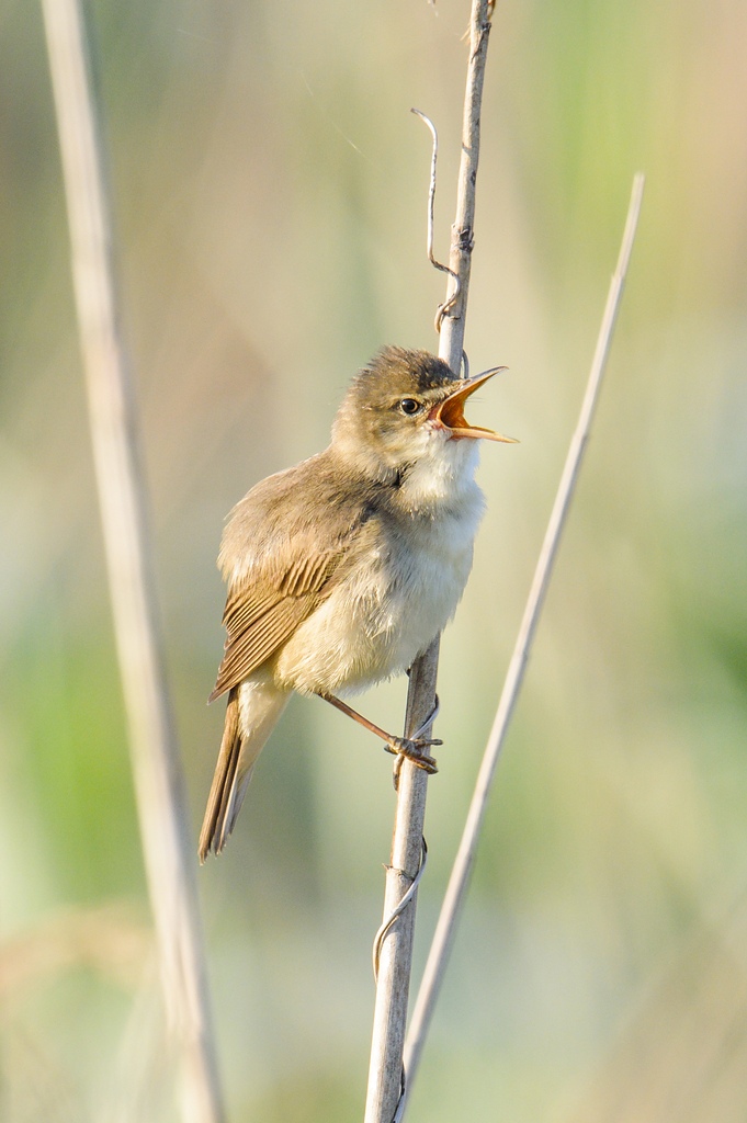 20120602 8715 [NIKON 1 V1] 600 mm,1 200 Sek. bei f   8,0