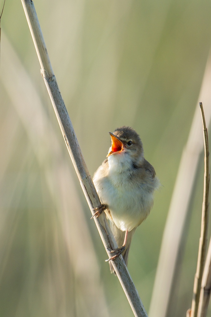 20120602 8769 [NIKON 1 V1] 600 mm,1 250 Sek. bei f   5,0