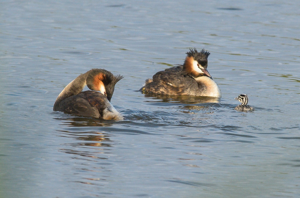 20120602 9660 [NIKON D7000] 500 mm,1 1000 Sek. bei ƒ   8,0