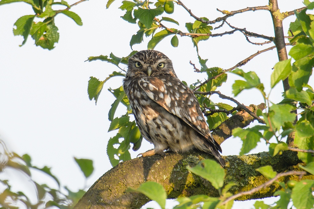 20120606 3589 [NIKON D4] 1200 mm,1 200 Sek. bei ƒ   9,0 2