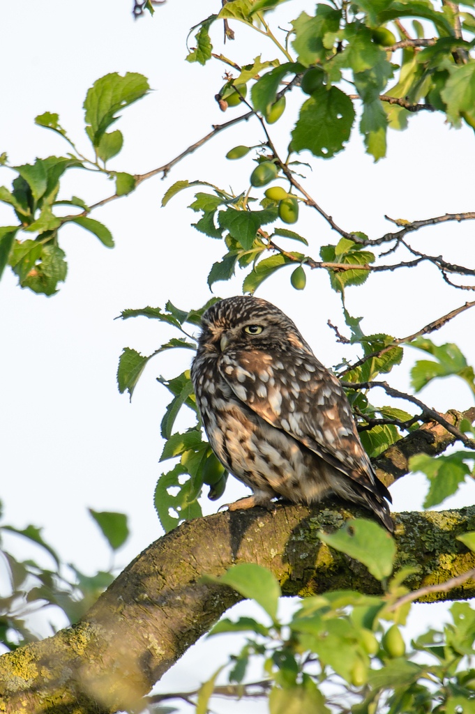 20120606 3596 [NIKON D4] 1200 mm,1 125 Sek. bei ƒ   9,0
