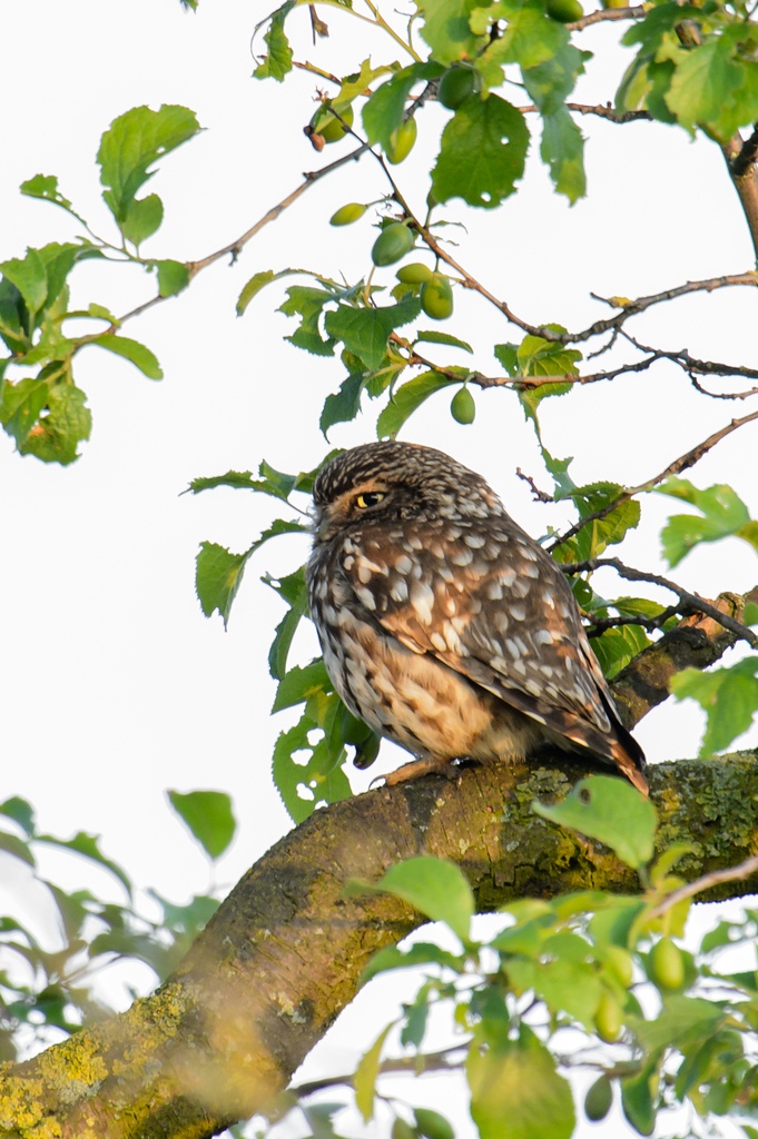 20120606 3636 [NIKON D4] 1200 mm,1 125 Sek. bei ƒ   11