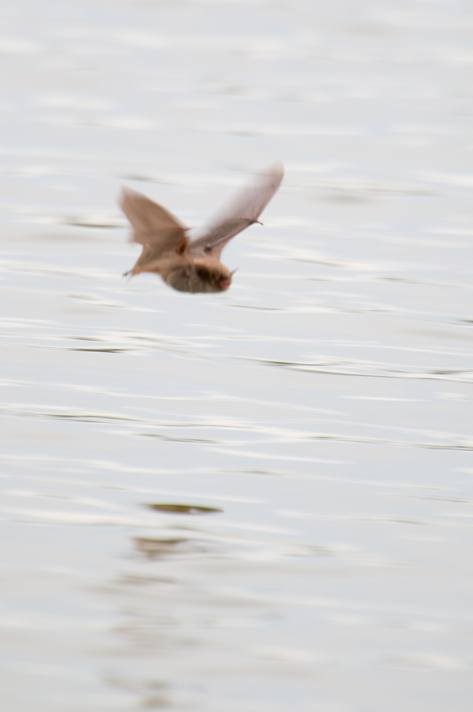 20120607 3693 [NIKON D4] 1200 mm,1 160 Sek. bei ƒ   9,0
