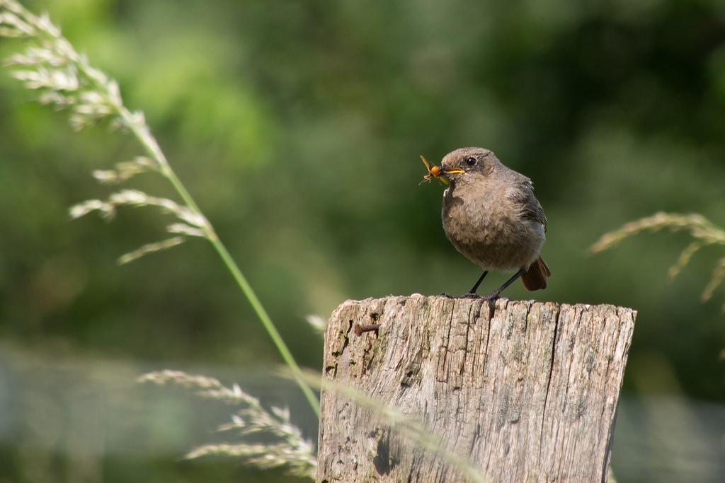 20120608 0778 [E M5] 300 mm,1 250 Sek. bei ƒ   8,0