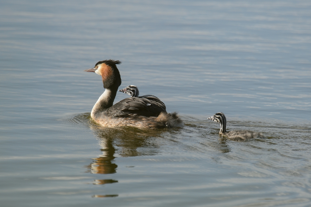 20120608 3807 [NIKON D4] 850 mm,1 1000 Sek. bei ƒ   8,0