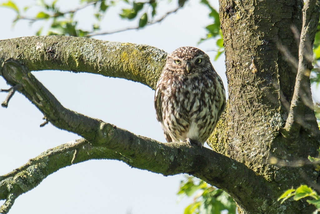 20120608 9213 [NIKON 1 V1] 600 mm,1 320 Sek. bei ƒ   5,6 2