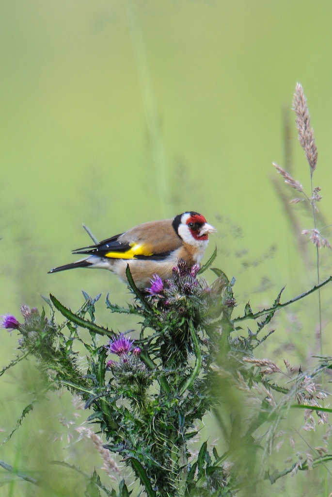 20120610 9415 [NIKON 1 V1] 1000 mm,1 80 Sek. bei ƒ   9,0