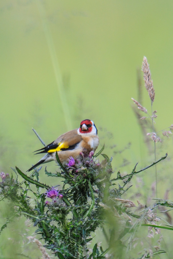 20120610 9418 [NIKON 1 V1] 1000 mm,1 80 Sek. bei ƒ   9,0