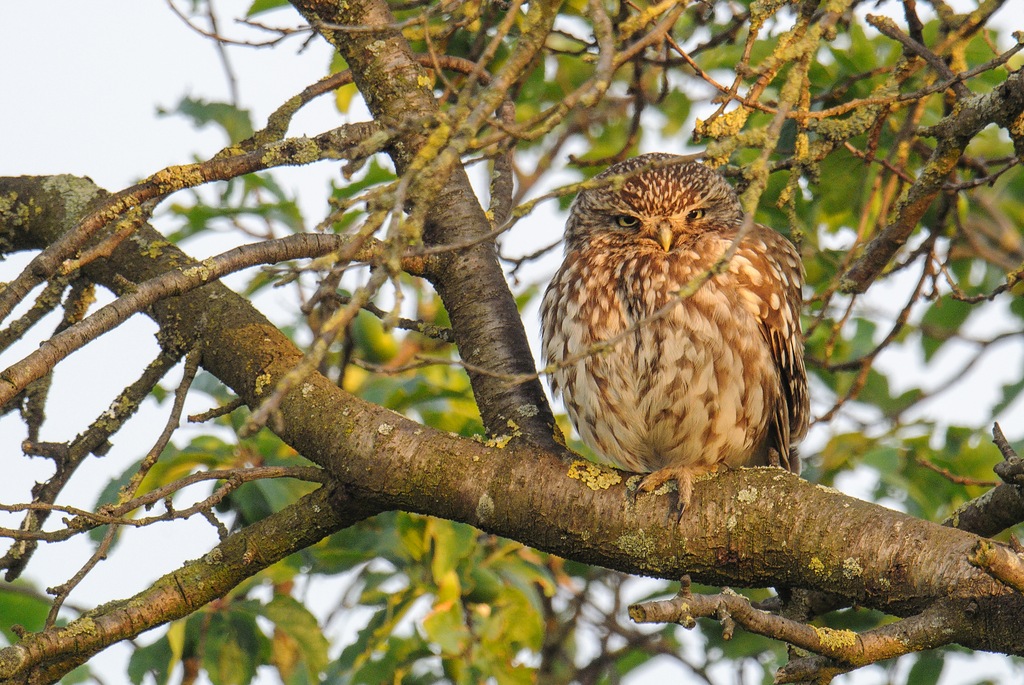20120618 9989 [NIKON 1 V1] 600 mm,1 160 Sek. bei ƒ   5,6