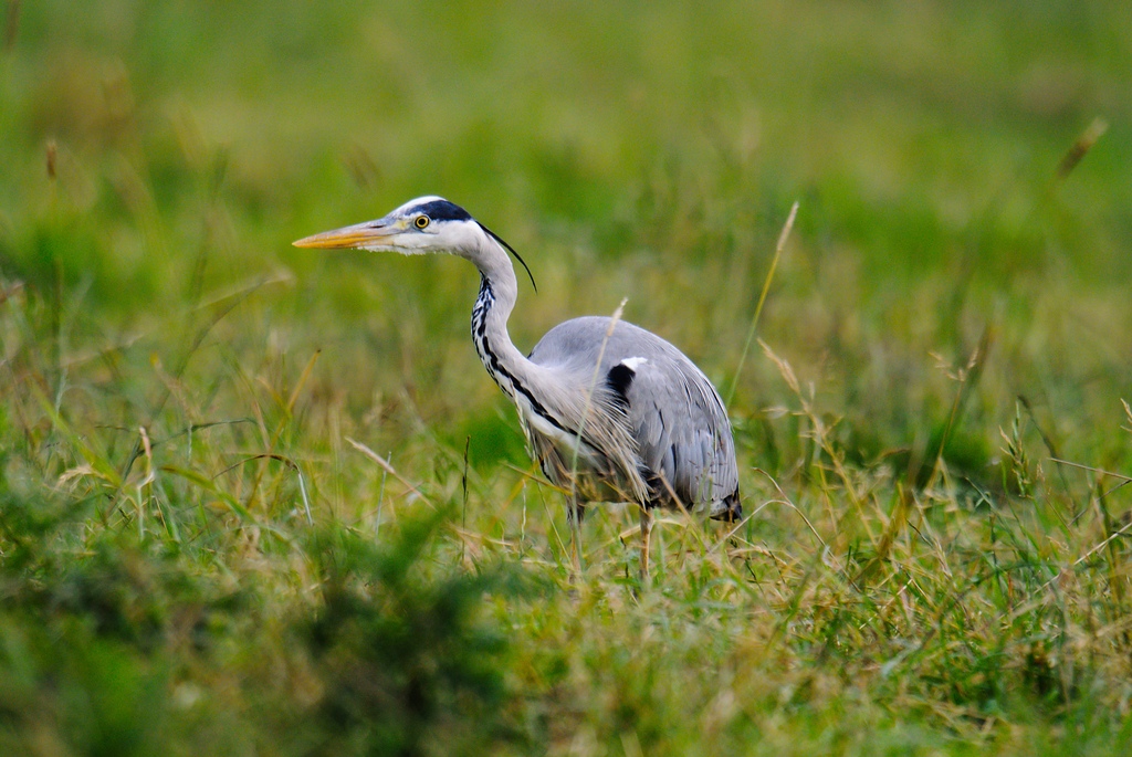 20120622 0333 [NIKON 1 V1] 600 mm,1 40 Sek. bei ƒ   4,0