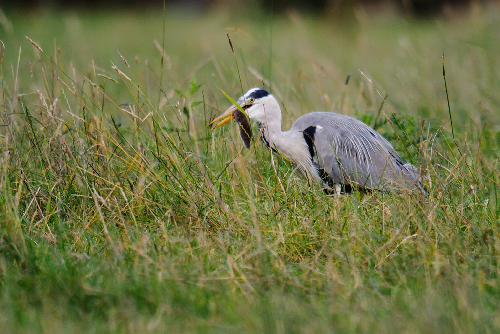 20120622 0402 [NIKON 1 V1] 600 mm,1 200 Sek. bei ƒ   4,0 2