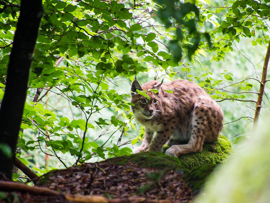 20120716 2103 [E M5] 300 mm,1 25 Sek. bei ƒ   5,6