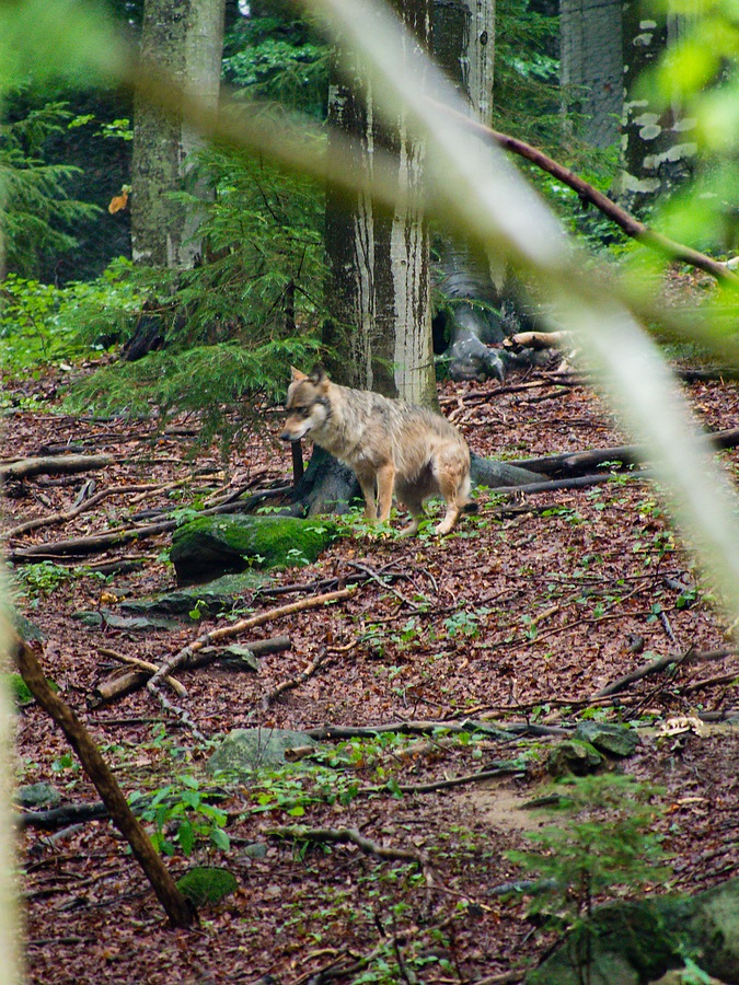 20120716 2157 [E M5] 300 mm,1 25 Sek. bei ƒ   5,6