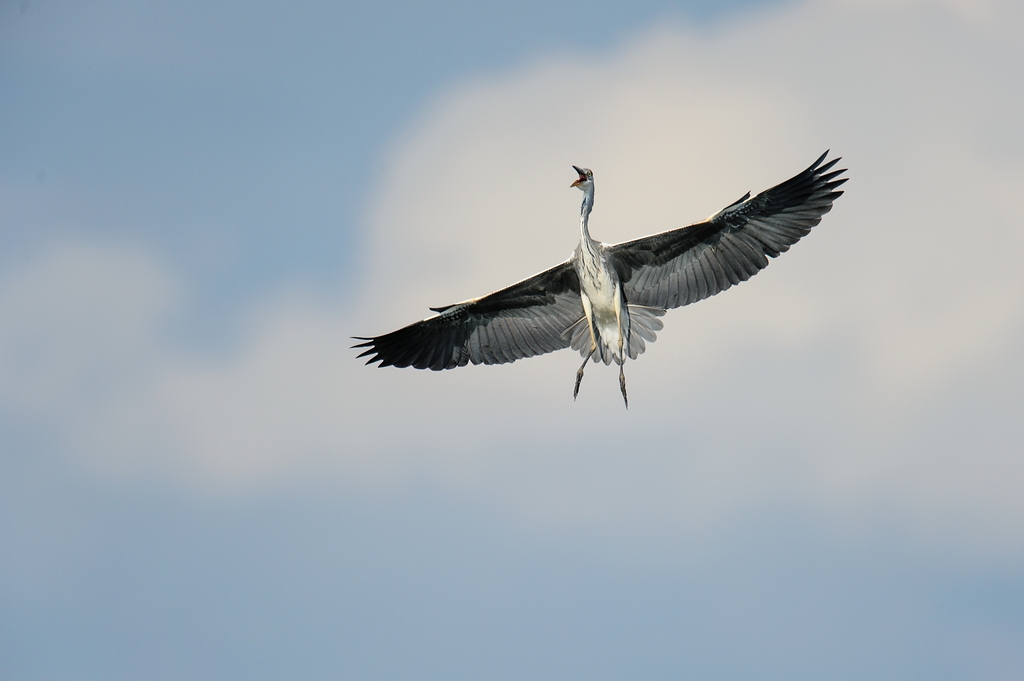 20120729 8134 [NIKON D4] 850 mm,1 2000 Sek. bei ƒ   6,3
