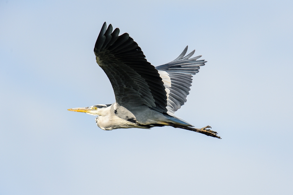 20120729 8164 [NIKON D4] 850 mm,1 2000 Sek. bei ƒ   6,3