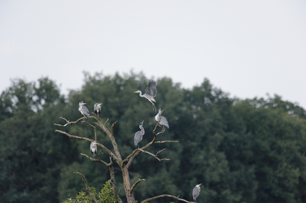20120729 8171 [NIKON D4] 850 mm,1 2000 Sek. bei ƒ   6,3