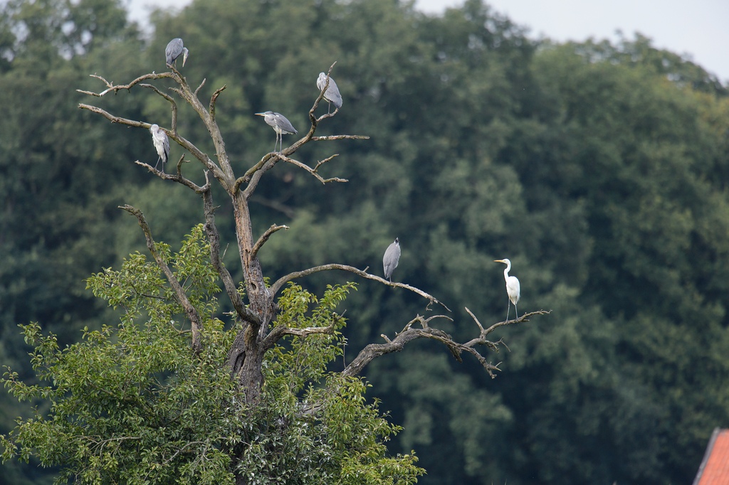 20120729 8303 [NIKON D4] 850 mm,1 1000 Sek. bei ƒ   6,3