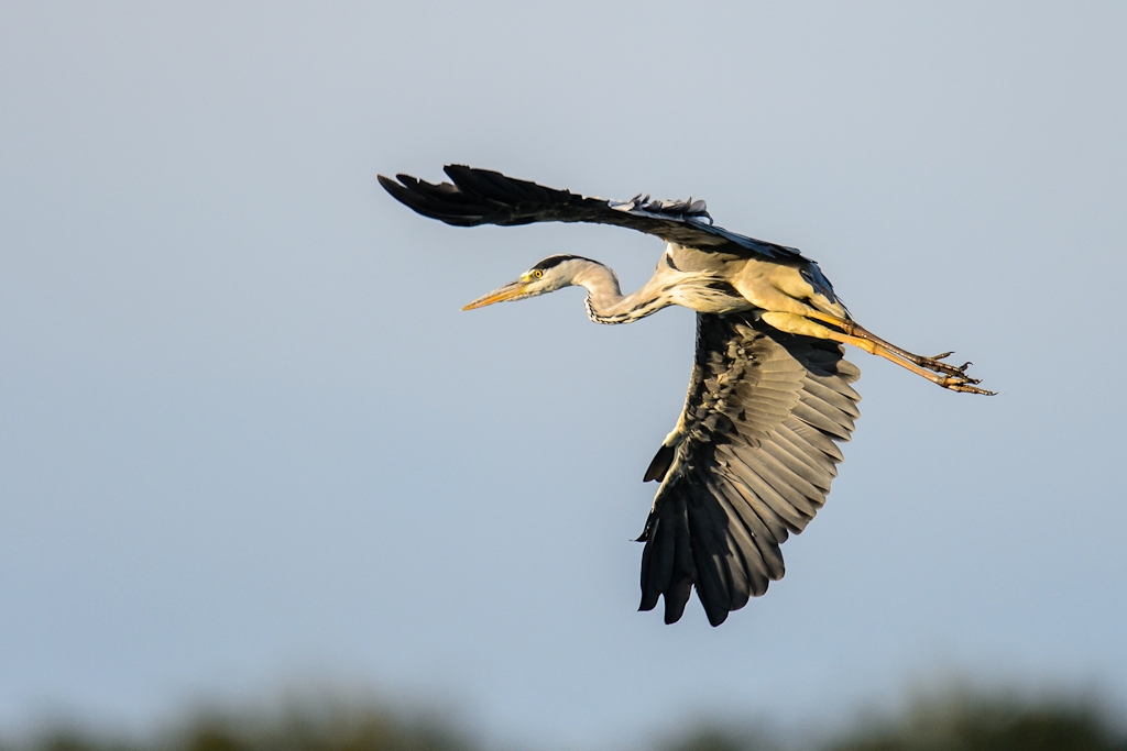 20120729 8516 [NIKON D4] 850 mm,1 2000 Sek. bei ƒ   6,3