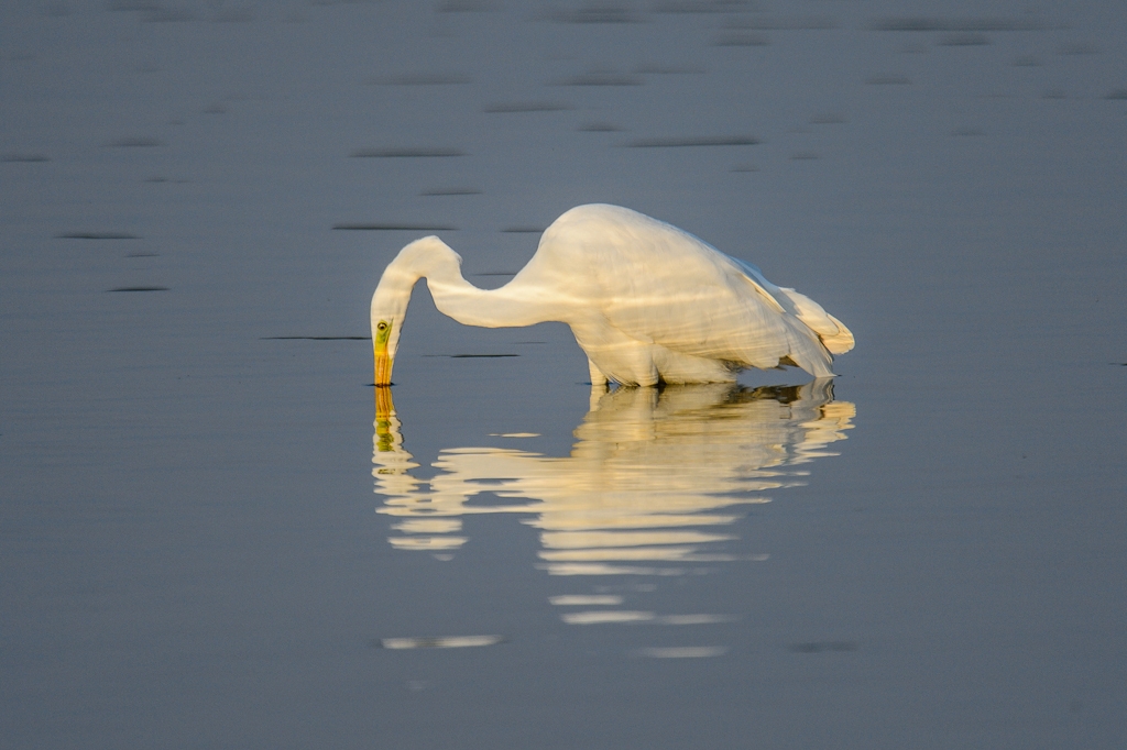 20120729 8579 [NIKON D4] 850 mm,1 2000 Sek. bei ƒ   6,3