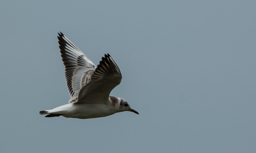 20120803 Usedom DSC 4414