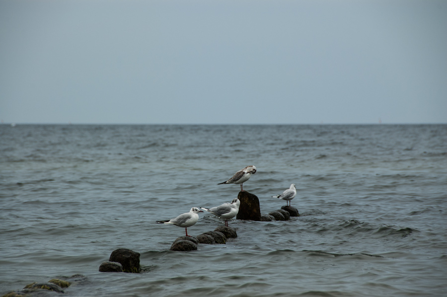 20120803 Usedom DSC 4418