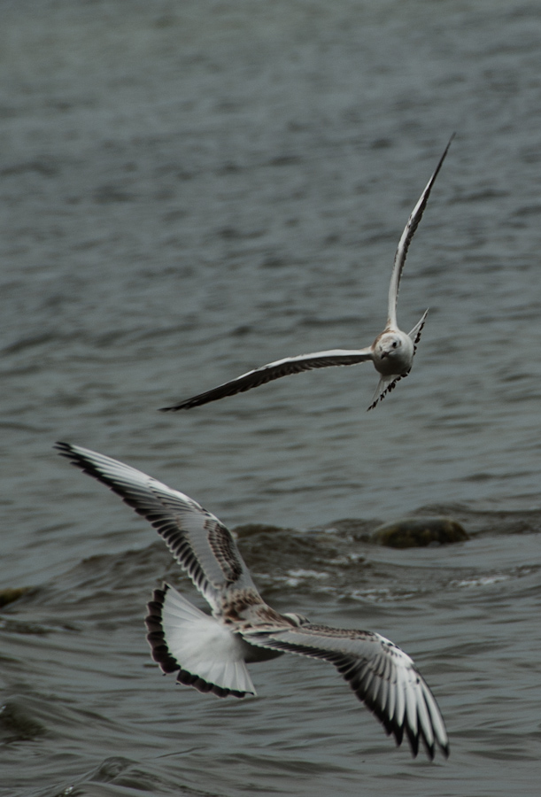 20120803 Usedom DSC 4436