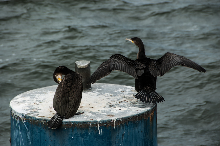 20120803 Usedom DSC 4512