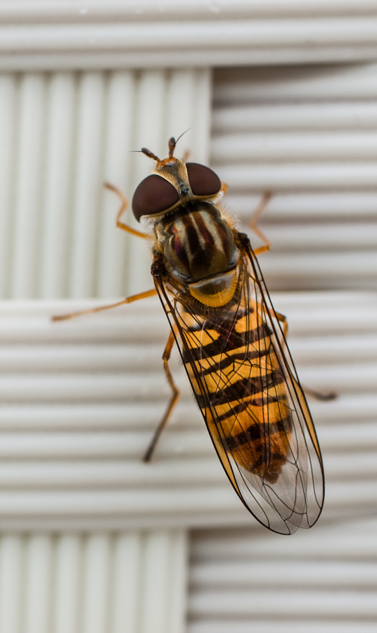 20120803 Usedom DSC 4593