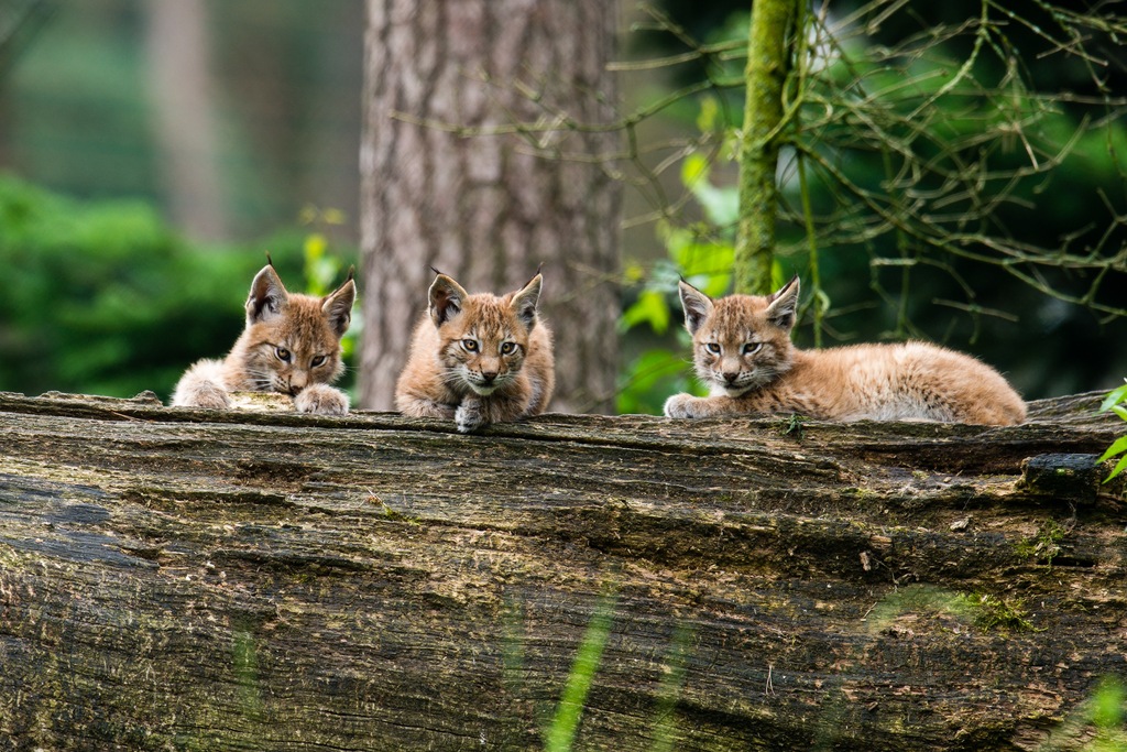 20120811 9017 [NIKON D4] 600 mm,1 125 Sek. bei ƒ   7,1