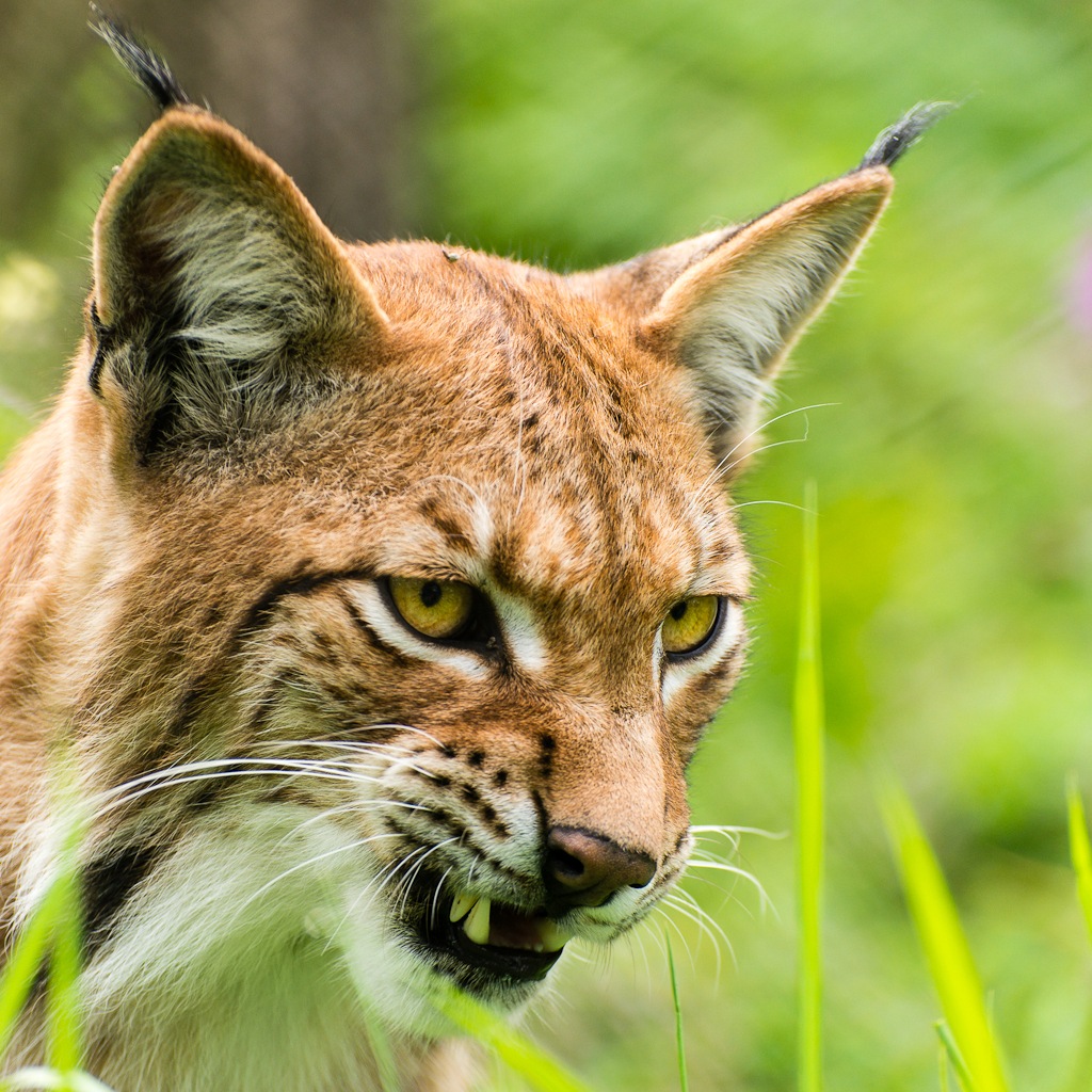 20120811 9296 [NIKON D4] 165 mm,1 400 Sek. bei ƒ   5,6