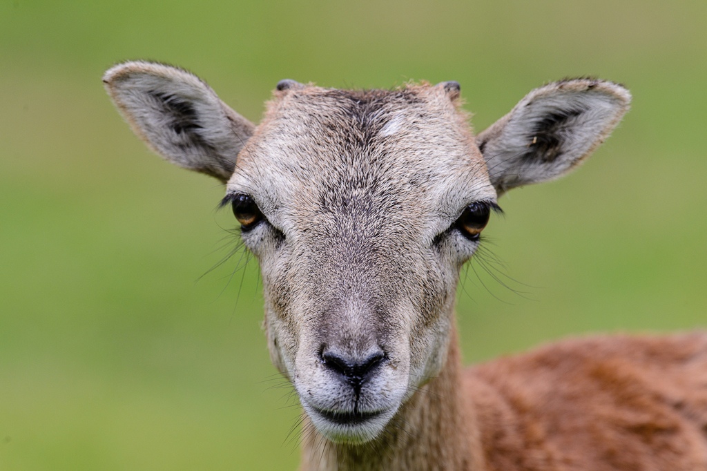 20120811 9371 [NIKON D4] 600 mm,1 400 Sek. bei ƒ   8,0