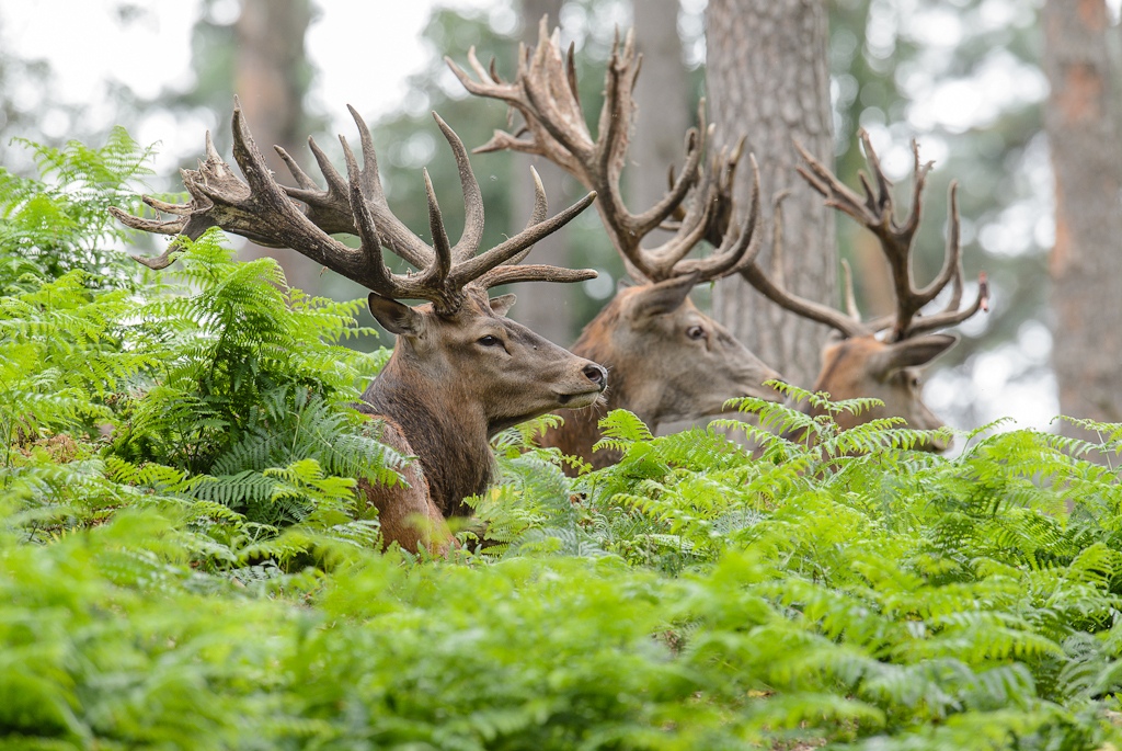 20120811 9403 [NIKON D4] 600 mm,1 125 Sek. bei ƒ   8,0