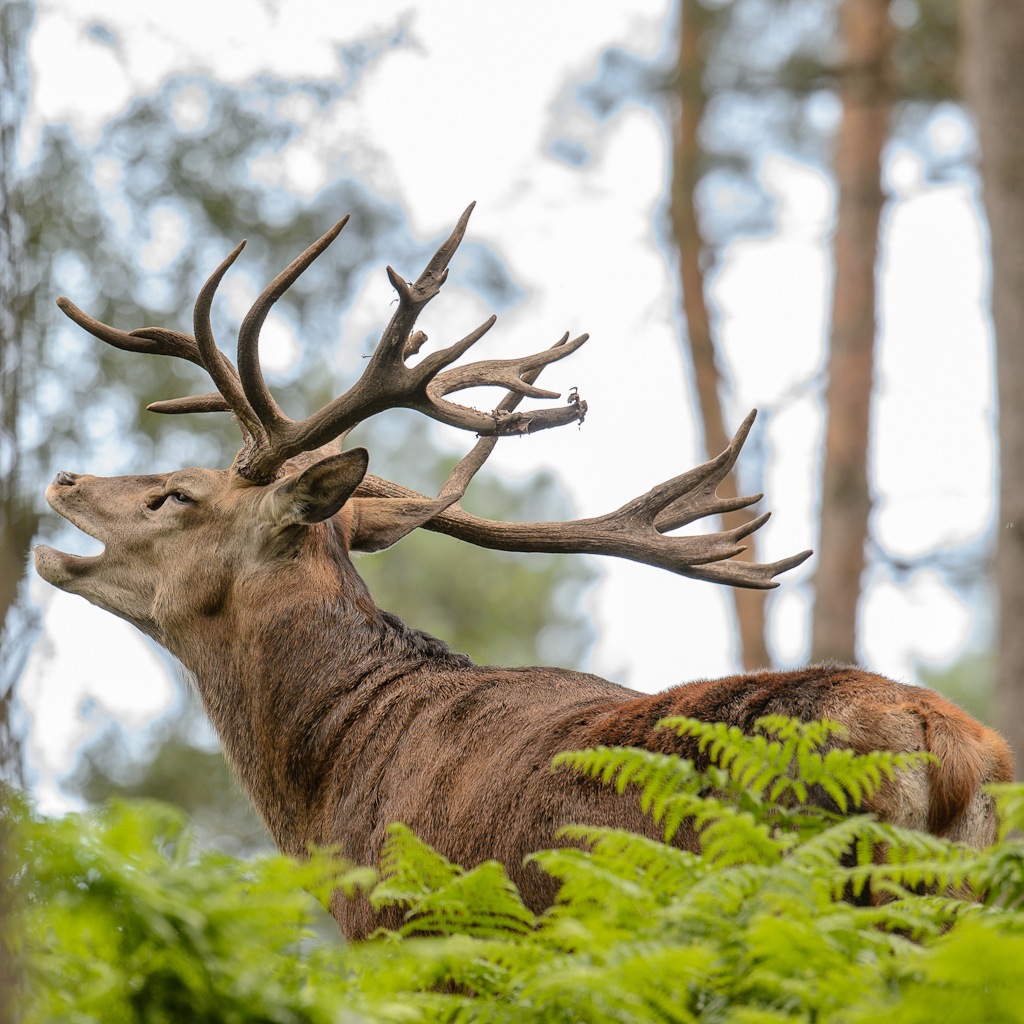 20120811 9459 [NIKON D4] 600 mm,1 160 Sek. bei ƒ   8,0
