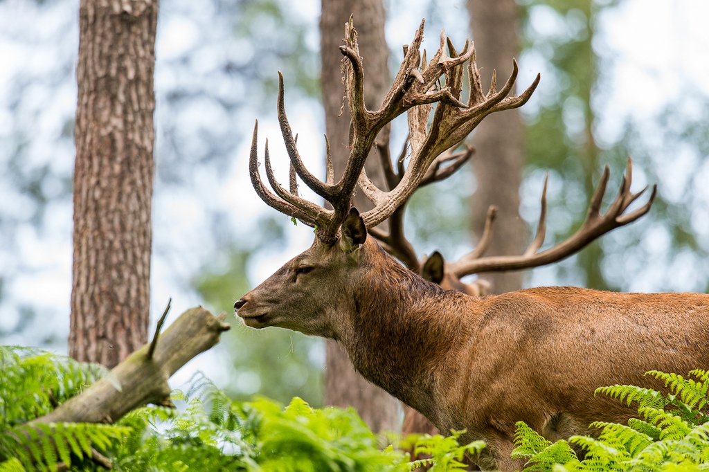 20120811 9467 [NIKON D4] 600 mm,1 400 Sek. bei ƒ   5,6