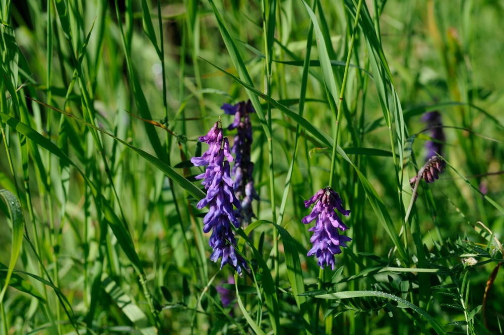 20120812 075717  © R.Wolf Lemgo