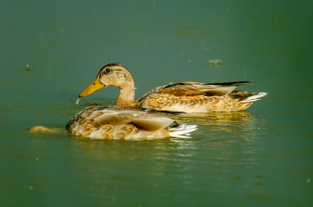 20120826 28524 [NIKON D2Xs] 850 mm,1 320 Sek. bei ƒ   5,6