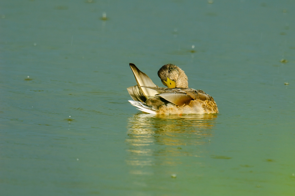20120826 28533 [NIKON D2Xs] 850 mm,1 250 Sek. bei ƒ   7,1