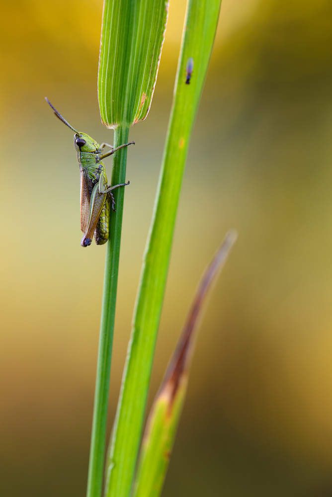 20120827 DSC 1096