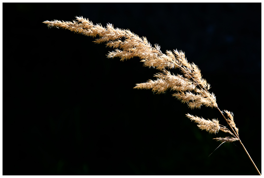 20120916 DSC6277 Grasblüte mit Rahmen