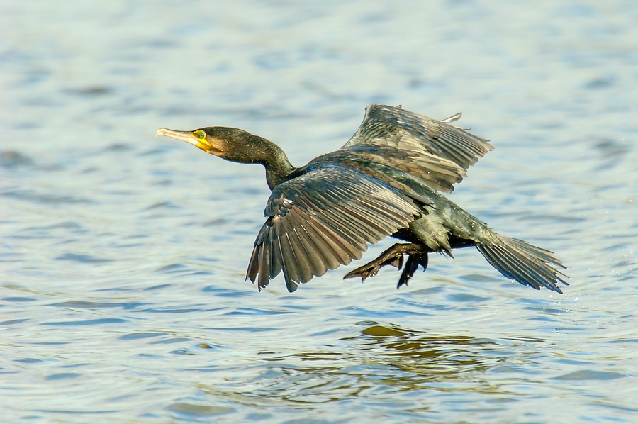 20121007 29111 [NIKON D2Xs] 850 mm,1 1000 Sek. bei ƒ   5,6