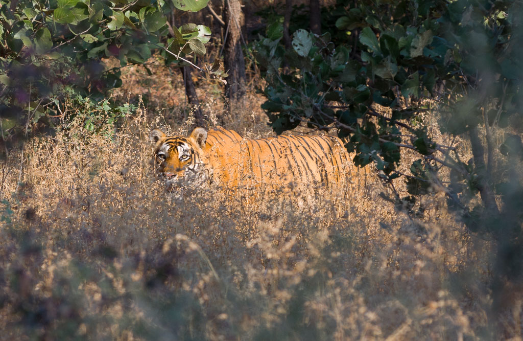20121111 Rajasthan 0193