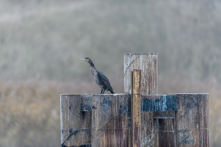 20121116 0488 [NIKON D4] 300 mm,1 160 Sek. bei ƒ   2,8
