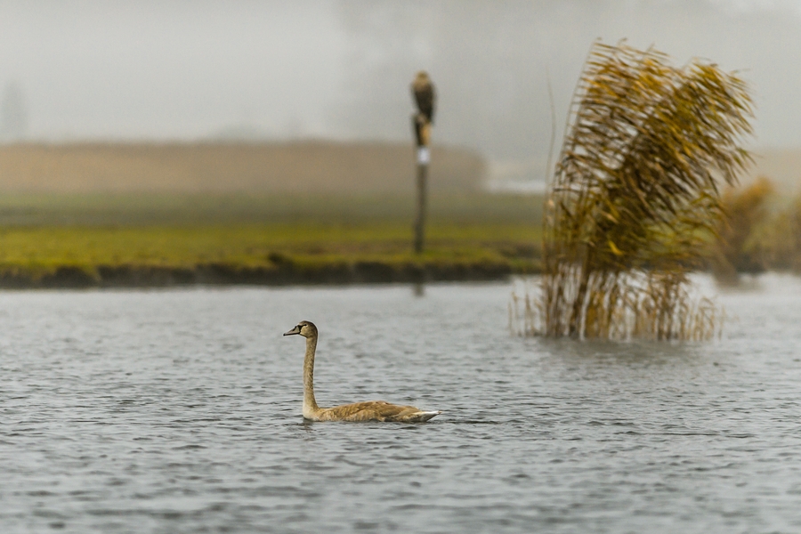 20121116 0533 [NIKON D4] 300 mm,1 320 Sek. bei ƒ   2,8