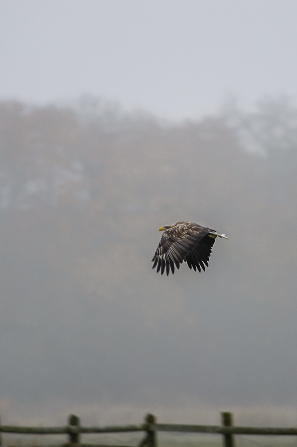 20121116 0565 [NIKON D4] 500 mm,1 160 Sek. bei ƒ   4,8