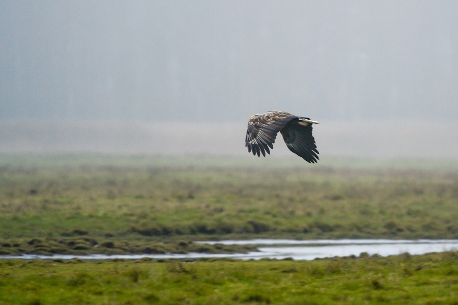 20121116 0570 [NIKON D4] 500 mm,1 320 Sek. bei ƒ   4,8