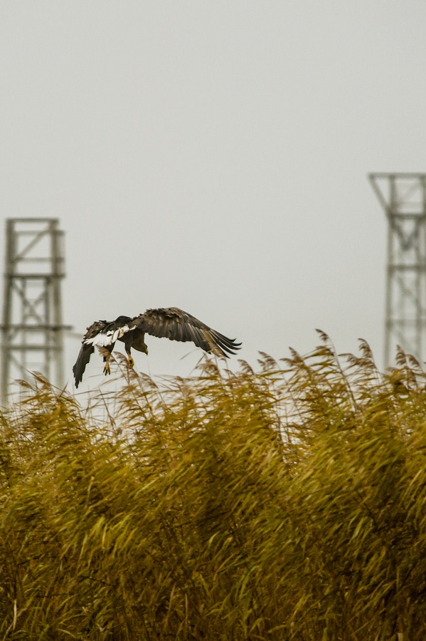 20121116 0661 [NIKON D4] 500 mm,1 500 Sek. bei ƒ   4,8